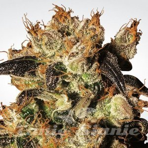 White Berry - PARADISE SEEDS - 1