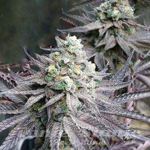 Peanut Butter Breath - 1