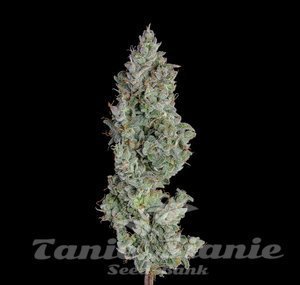 Pineapple Diesel Auto - HAPPY VALLEY GENETICS - 1
