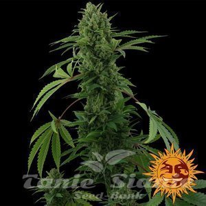 Pineapple Express Auto - BARNEY’S FARM - 4