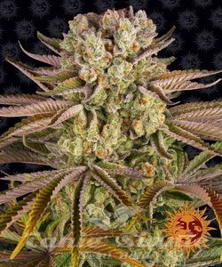 Pineapple Express - BARNEY'S FARM - 1