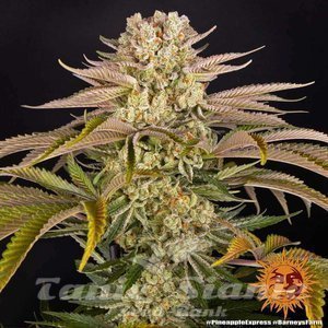 Pineapple Express - BARNEY'S FARM - 5