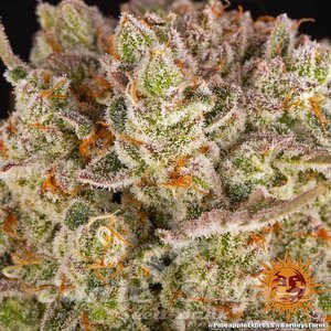 Pineapple Express - BARNEY'S FARM - 6