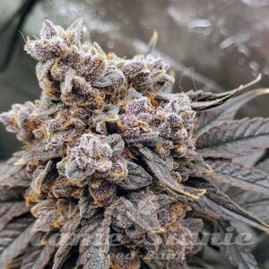 Pineapple Fruz - 4