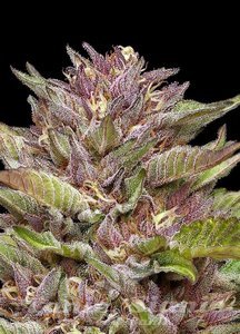 Pineapple Muffin - HUMBOLDT SEED COMPANY - 2
