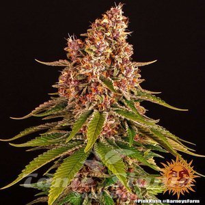 Pink Kush - BARNEY'S FARM - 3