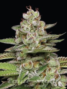 Poddy Mouth - HUMBOLDT SEED COMPANY - 2