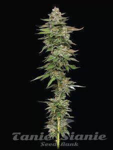 Poddy Mouth - HUMBOLDT SEED COMPANY - 1