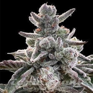Polar Gelato - SILENT SEEDS - 1