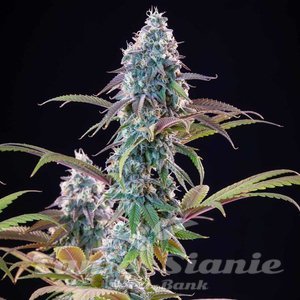 Punch Pie - ROYAL QUEEN SEEDS X TYSON 2.0 - 10