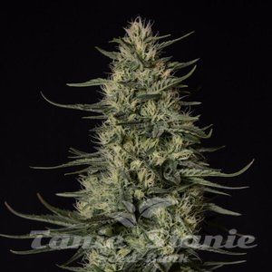 Punch Pie - ROYAL QUEEN SEEDS X TYSON 2.0 - 4