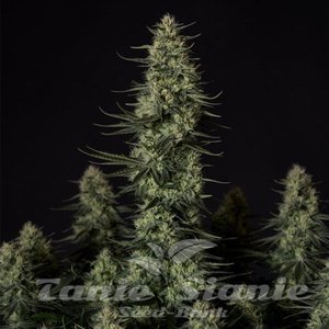 Punch Pie - ROYAL QUEEN SEEDS X TYSON 2.0 - 6