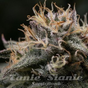 Punch Pie - ROYAL QUEEN SEEDS X TYSON 2.0 - 7