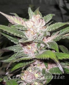 Purple Chem - THE CALI CONNECTION - 2