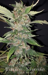 Purple Crack - THE CALI CONNECTION - 3