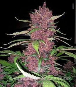 Purple Lemonade Auto - 1