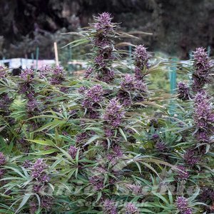 Purple Maroc x Hindu Kush - 1