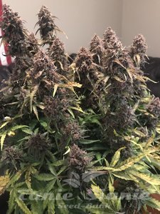 Purple Punch - 1