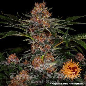 Purple Punch Auto - BARNEY'S FARM - 2