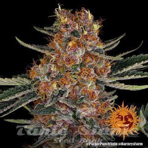 Purple Punch Auto - BARNEY'S FARM - 4