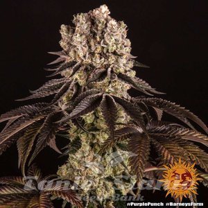 Purple Punch - BARNEY'S FARM - 5