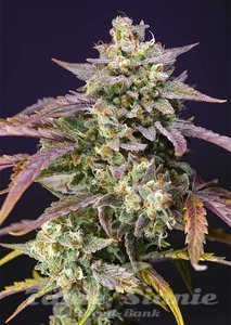 Purple Punch OG XL Auto - SWEET SEEDS - 1