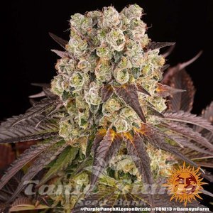 Purple Punch x Lemon Drizzle - BARNEY'S FARM - 5