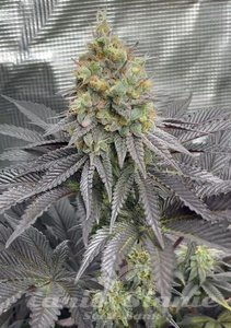 Rainbow Melon - FASTBUDS - 3