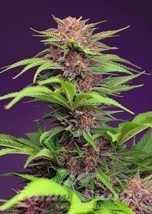 Red Mimosa XL Auto - SWEET SEEDS - 1