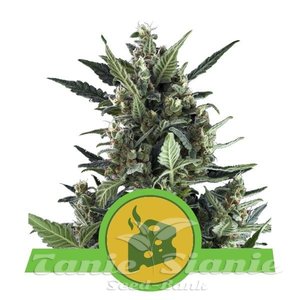Blue Cheese Auto - ROYAL QUEEN SEEDS - 1