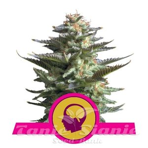 Blue Mystic - ROYAL QUEEN SEEDS - 1