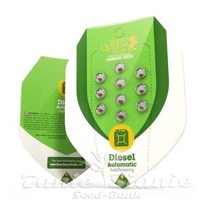 Diesel Automatic - ROYAL QUEEN SEEDS - 3