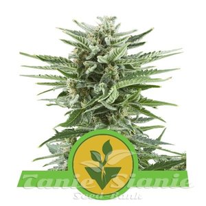 Easy Bud Auto - ROYAL QUEEN SEEDS - 1