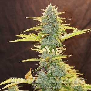 Fat Banana Automatic - ROYAL QUEEN SEEDS - 3