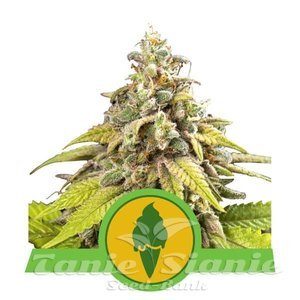 Green Gelato Automatic - ROYAL QUEEN SEEDS - 1