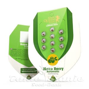 Haze Berry Automatic - ROYAL QUEEN SEEDS - 2