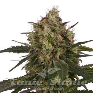 ICE - ROYAL QUEEN SEEDS - 2