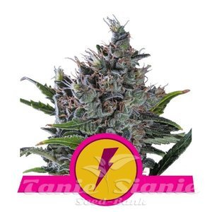 North Thunderfuck - ROYAL QUEEN SEEDS - 1