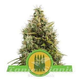 Royal AK Automatic - ROYAL QUEEN SEEDS - 1