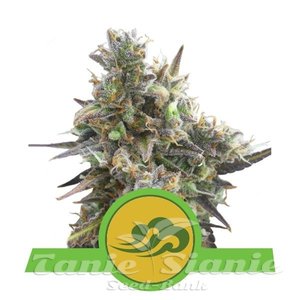 Royal Bluematic Automatic - ROYAL QUEEN SEEDS - 1