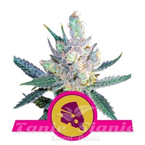 Royal Cheese (Fast Version) - ROYAL QUEEN SEEDS - 1
