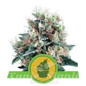 Royal Creamatic Automatic - ROYAL QUEEN SEEDS - 1