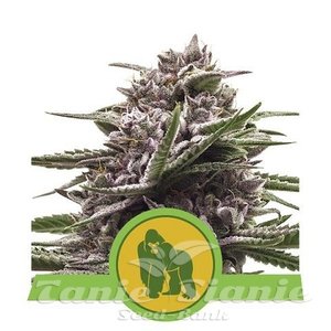 Royal Gorilla Automatic - ROYAL QUEEN SEEDS - 1