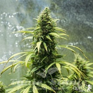 Royal Jack Automatic - ROYAL QUEEN SEEDS - 4