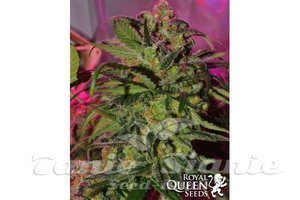 Speedy Chile (Fast Version) - ROYAL QUEEN SEEDS - 3