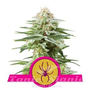 White Widow - ROYAL QUEEN SEEDS - 1