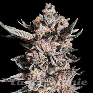RS11 x Apple Fritter - 1