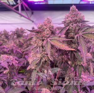 RS11 x Banana OG - BARNEY'S FARM - 3