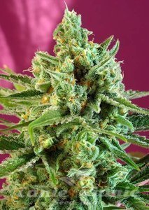 S.A.D. - SWEET SEEDS - 1