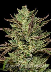 Slightly Stoopid Collie Man Kush - HUMBOLDT SEEDS COMPANY - 2